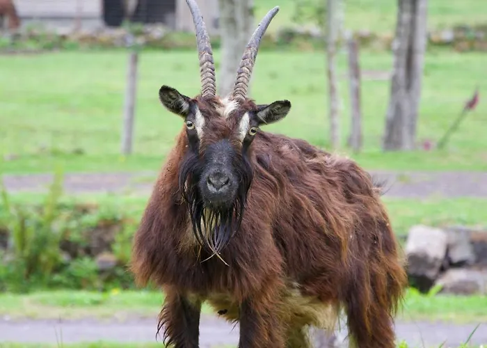 Little Heaven Shepherds Hut *