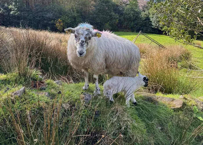 Little Heaven Shepherds Hut